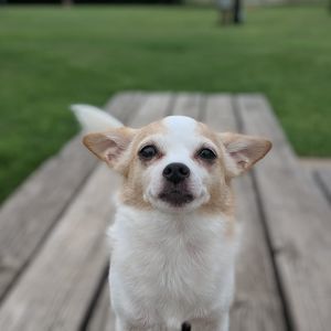 Meet your Posher, Montana